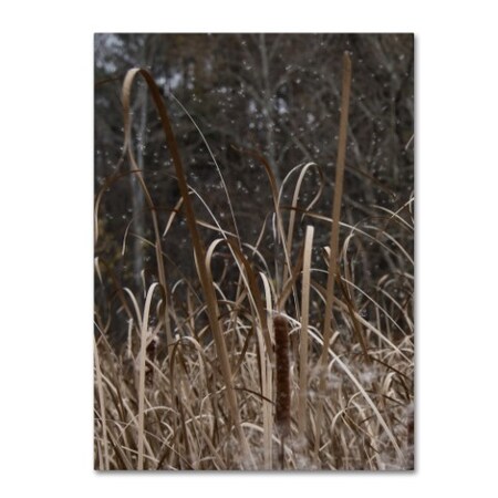 Kurt Shaffer 'Cattail Seeds In Flight' Canvas Art,35x47